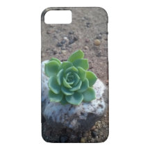 succulent green echeveria foto