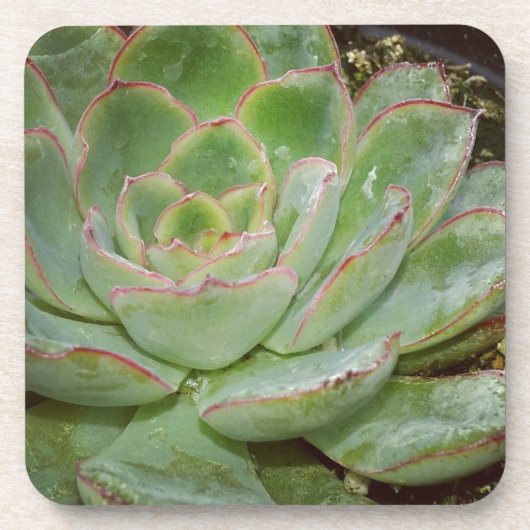 Succulent, Hen en Chicken Drankjes Onderzetter (Voorkant)