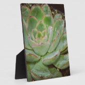 Succulent, Hen en Chicken Fotoplaat (Zijkant)