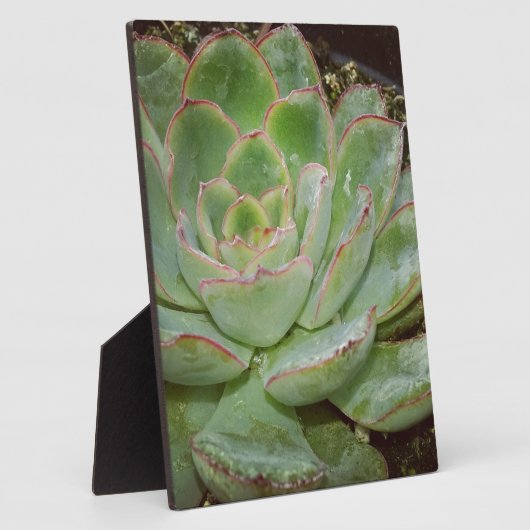 Succulent, Hen en Chicken Fotoplaat (Zijkant)