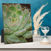 Succulent, Hen en Chicken Fotoplaat (Zijkant)