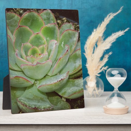 Succulent, Hen en Chicken Fotoplaat (Zijkant)