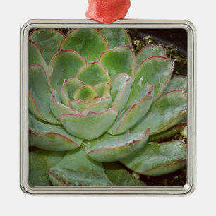 Succulent, Hen en Chicken Metalen Ornament