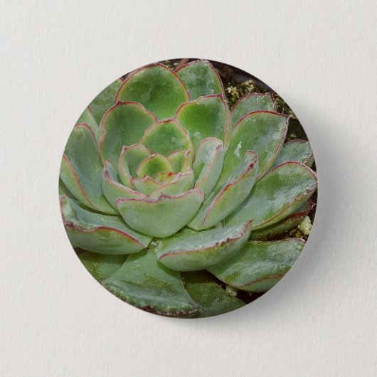 Succulent, Hen en Chicken Ronde Button 5,7 Cm (Voorkant)