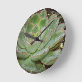 Succulent, Hen en Chicken Ronde Klok (Hoek)