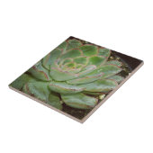 Succulent, Hen en Chicken Tegeltje (Zijkant)