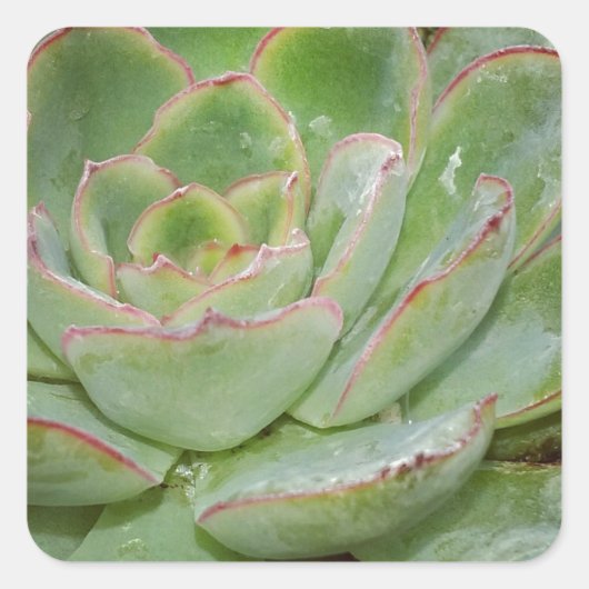 Succulent, Hen en Chicken Vierkante Sticker (Voorkant)