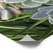 Succulent Hues of Bleek Blues Poster (Hoek)