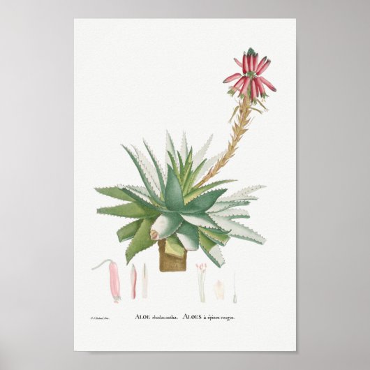 Succulent Illustratie Poster (Voorkant)