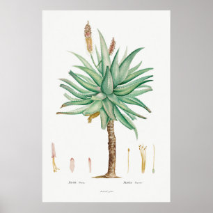 Succulent Illustratie Poster
