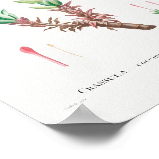 Succulent Illustratie Poster (Hoek)