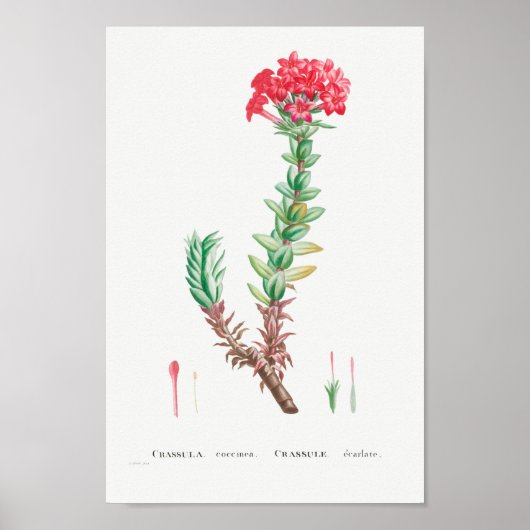  Succulent Illustratie Poster (Voorkant)