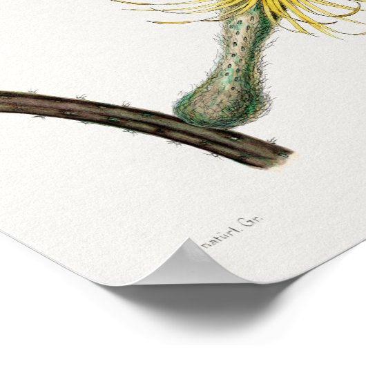  Succulent Illustration Poster (Hoek)