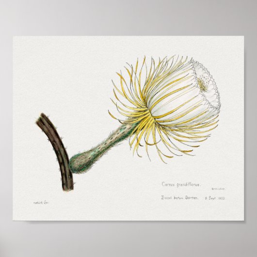  Succulent Illustration Poster (Voorkant)