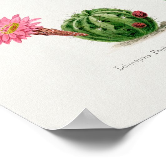  Succulent Illustration Poster (Hoek)