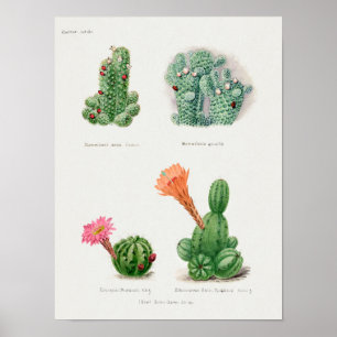  Succulent Illustration Poster
