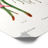 Succulent Illustration Poster (Hoek)