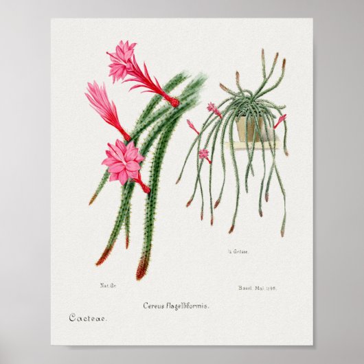 Succulent Illustration Poster (Voorkant)
