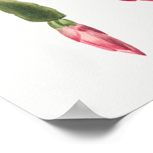  Succulent Illustration Poster (Hoek)