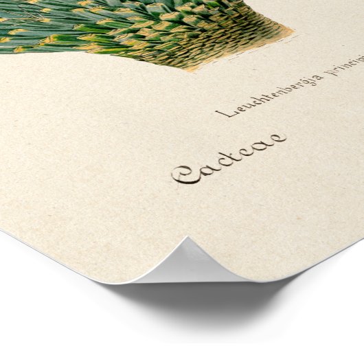  Succulent Illustration Poster (Hoek)