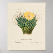  Succulent Illustration Poster (Voorkant)