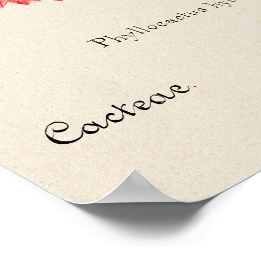  Succulent Illustration Poster (Hoek)