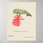  Succulent Illustration Poster (Voorkant)