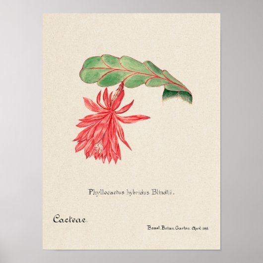 Succulent Illustration Poster (Voorkant)