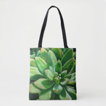 Succulent in groen