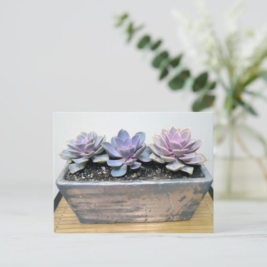 Succulent in Silver Container met Succulent Design Briefkaart (Staand voorkant)