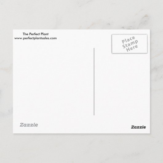 Succulent in Silver Container met Succulent Design Briefkaart (Achterkant)