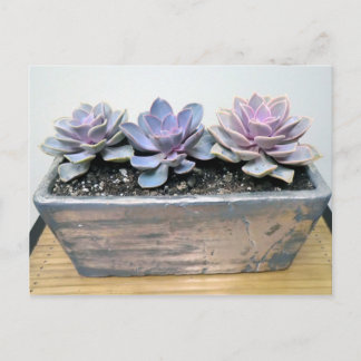 Succulent in Silver Container met Succulent Design Briefkaart