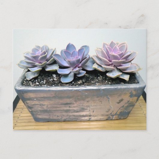Succulent in Silver Container met Succulent Design Briefkaart (Voorkant)