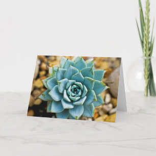Succulent Kaart