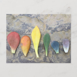 succulent leaf rainbow briefkaart