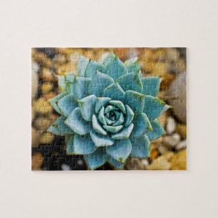 Succulent Legpuzzel