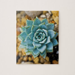 Succulent Legpuzzel