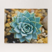 Succulent Legpuzzel (Horizontaal)