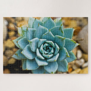 Succulent Legpuzzel