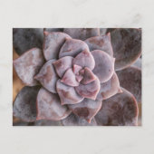 Succulent Love Briefkaart (Voorkant)