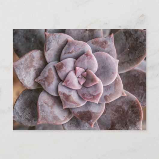 Succulent Love Briefkaart (Voorkant)