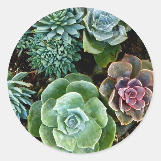 Succulent Love Ronde Sticker (Voorkant)