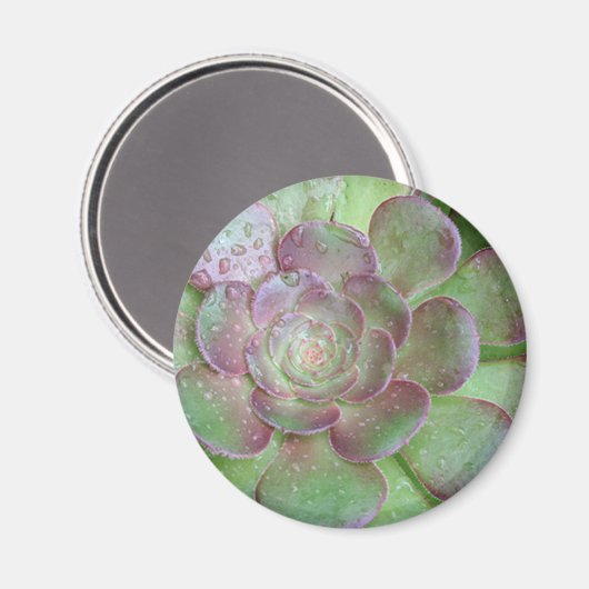 Succulent Magneet (Voorkant / Achterkant)