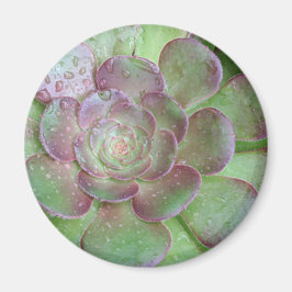Succulent Magneet