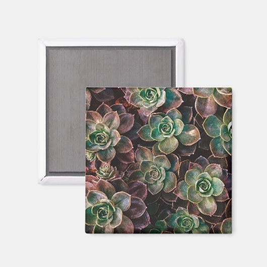 Succulent Magneet (Voorkant / Achterkant)
