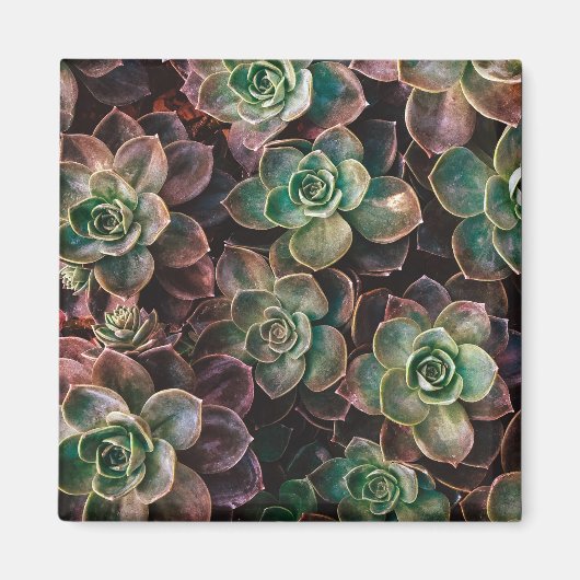 Succulent Magneet (Voorkant)