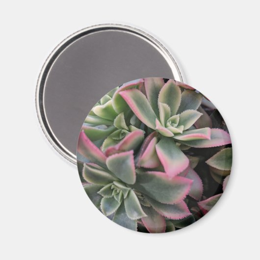 Succulent Magneet (Voorkant / Achterkant)