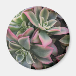 Succulent Magneet