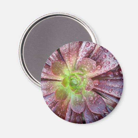 Succulent Magneet (Voorkant / Achterkant)