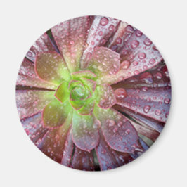 Succulent Magneet